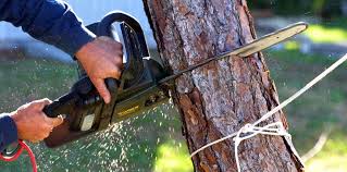 Best Pest Control for Lawns  in San Clemente, CA