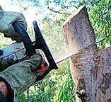 Best Tree and Shrub Care  in San Clemente, CA