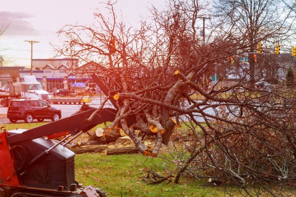 Best Arborist Consultation Services  in San Clemente, CA
