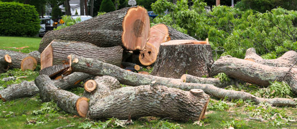 Best Tree Health Inspection  in San Clemente, CA