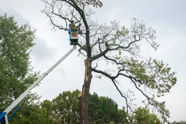 Best Tree Risk Assessment  in San Clemente, CA
