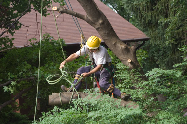 Best Stump Grinding and Removal  in San Clemente, CA