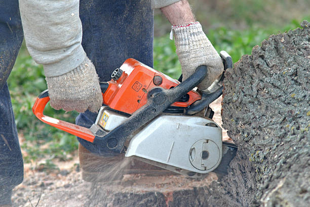Professional Tree Care in San Clemente, CA