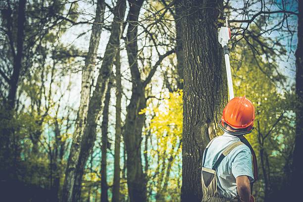 Best Root Management and Removal  in San Clemente, CA