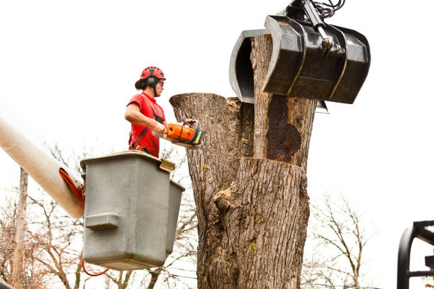 Best Emergency Tree Removal  in San Clemente, CA