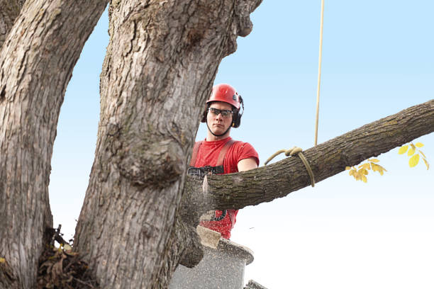 How Our Tree Care Process Works  in  San Clemente, CA